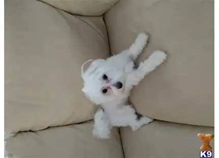 Maltese